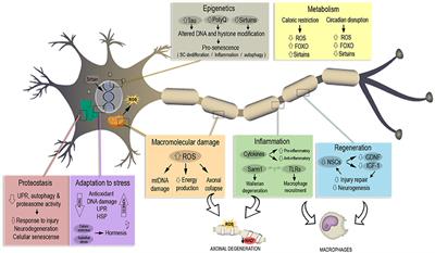 Axonal Degeneration during Aging and Its Functional Role in Neurodegenerative Disorders